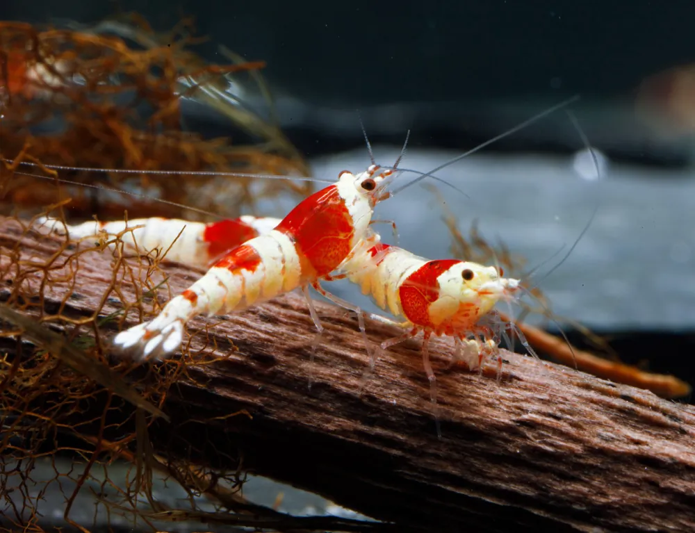 Image of red bee shrimp k4 dnz caridina logemanni red bee