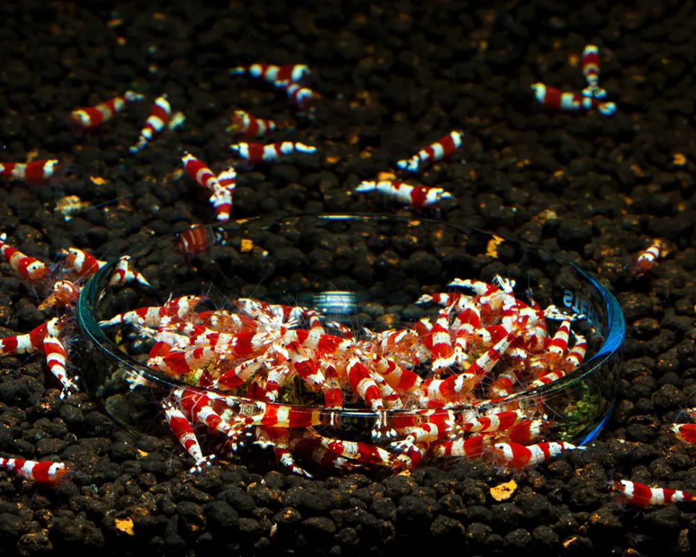 Image of red bee shrimp k4 dnz caridina logemanni red bee