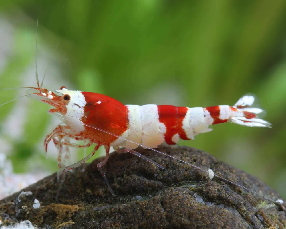 Image of red bee shrimp k4 dnz caridina logemanni red bee