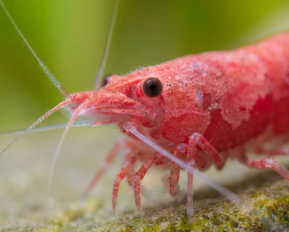 Image of red sakura shrimp neocaridina davidi red sakura