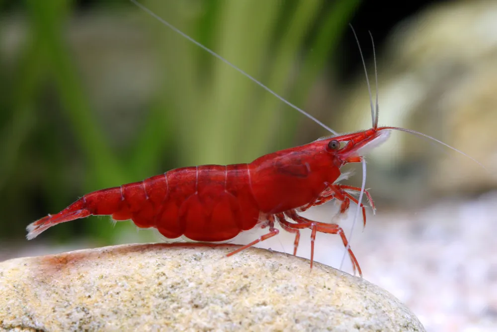Image of red sakura shrimp neocaridina davidi red sakura