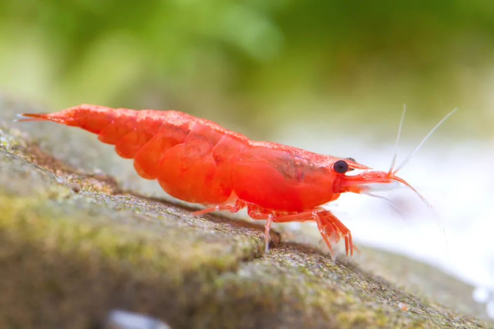 Image of red sakura shrimp neocaridina davidi red sakura