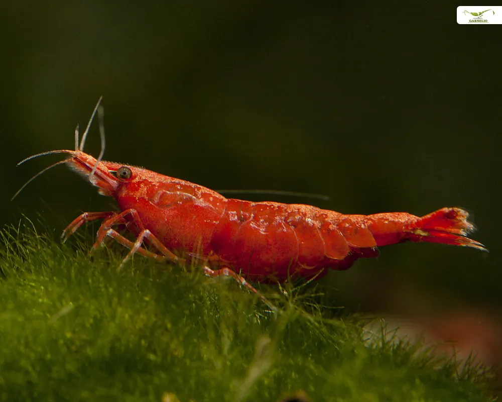 Image of red sakura shrimp neocaridina davidi red sakura