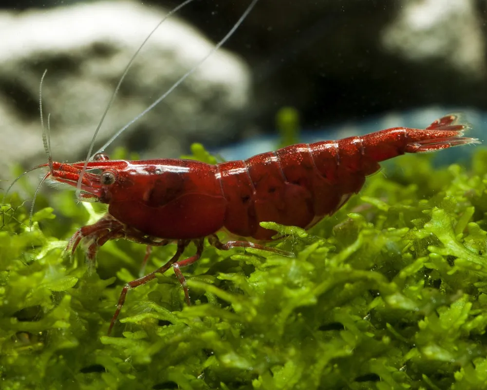 Image of red sakura shrimp neocaridina davidi red sakura