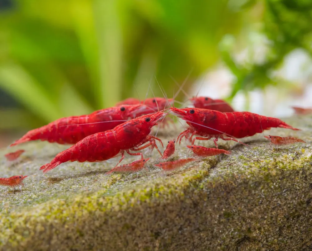 Image of red sakura shrimp neocaridina davidi red sakura