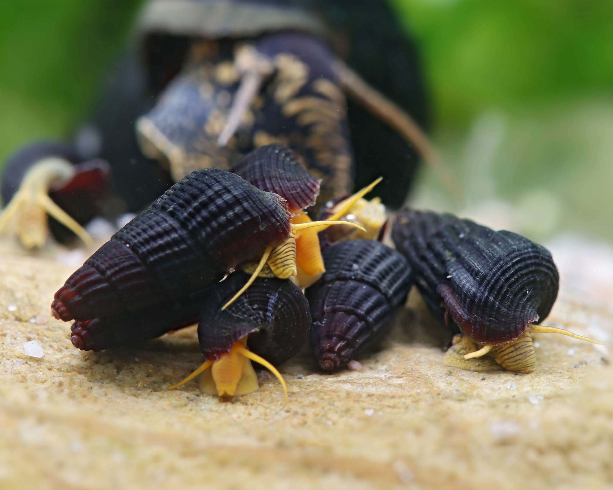 Taxonomy and Identification