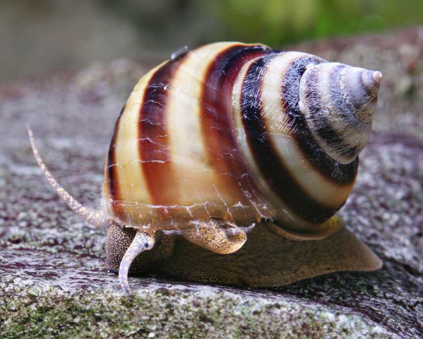 Algae-Eating Snails: Neritina and Clithon