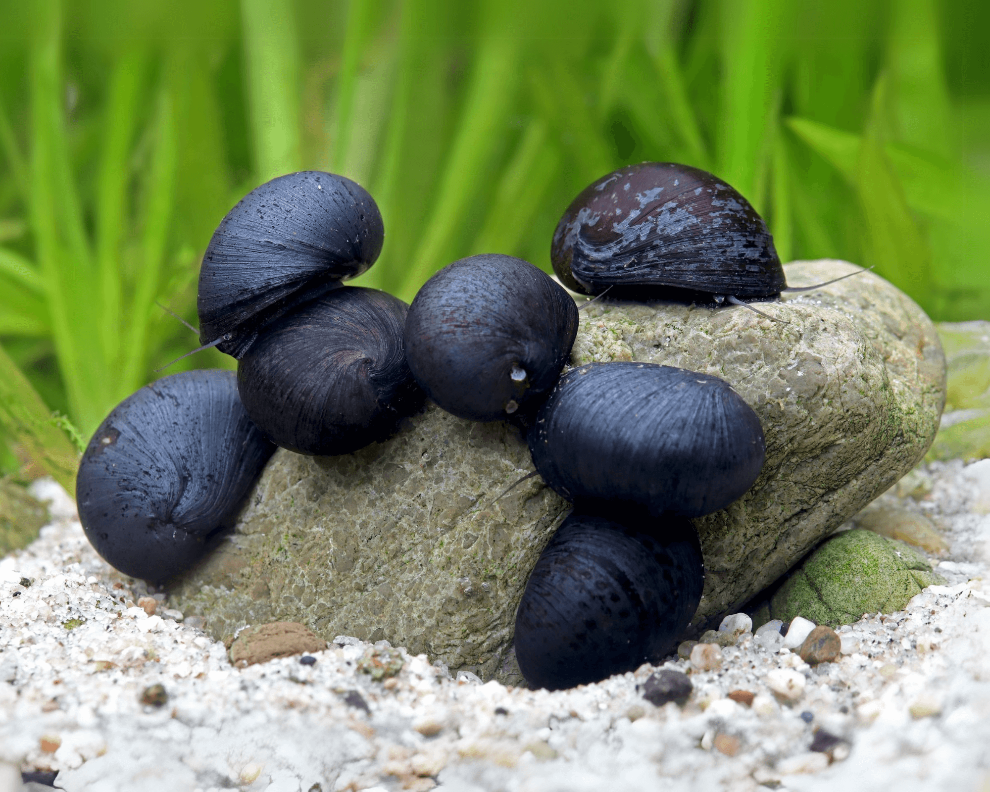 Anthracite Snail for Deep Cleaning