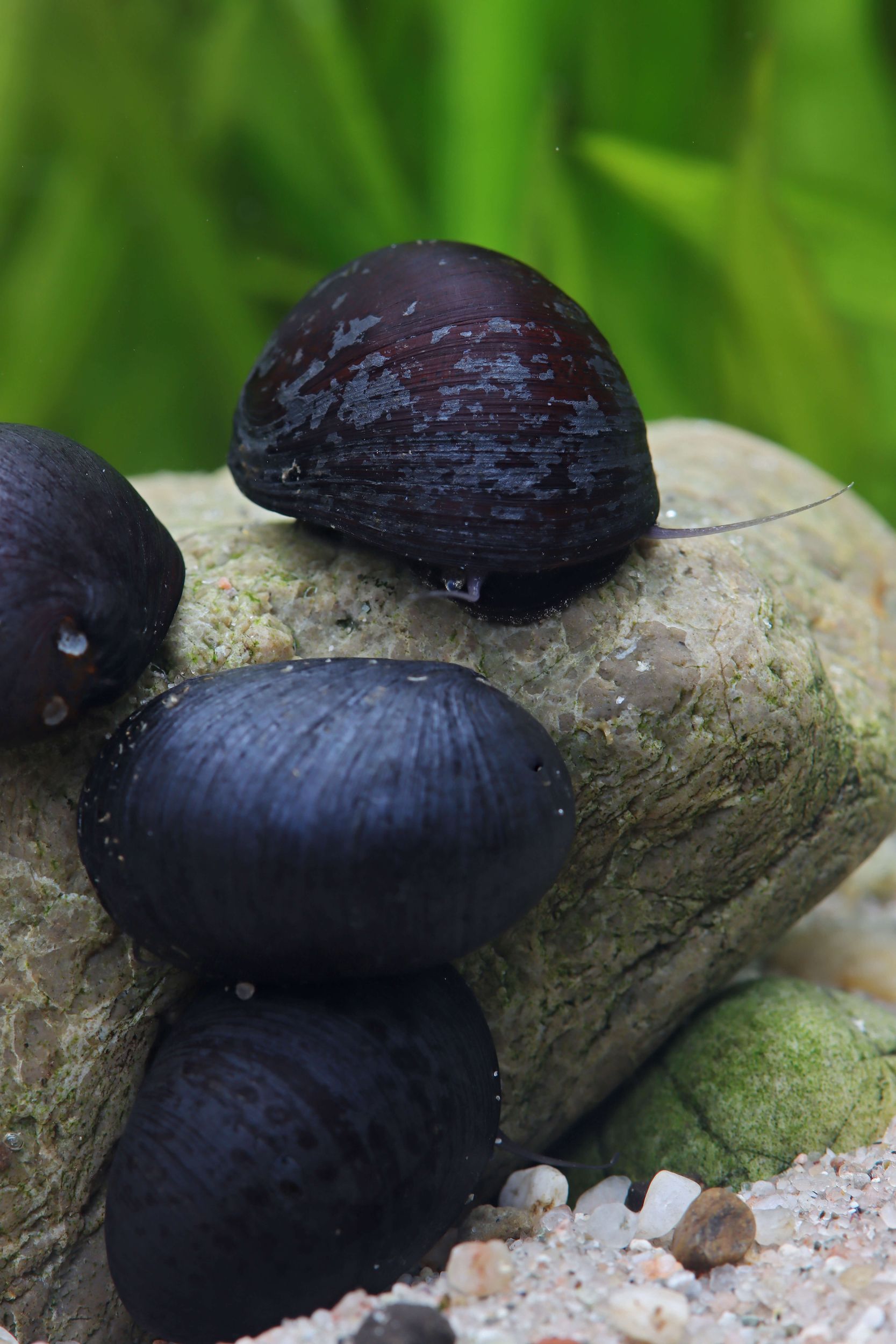 Neritina pulligera: The Anthracite Cup Snail