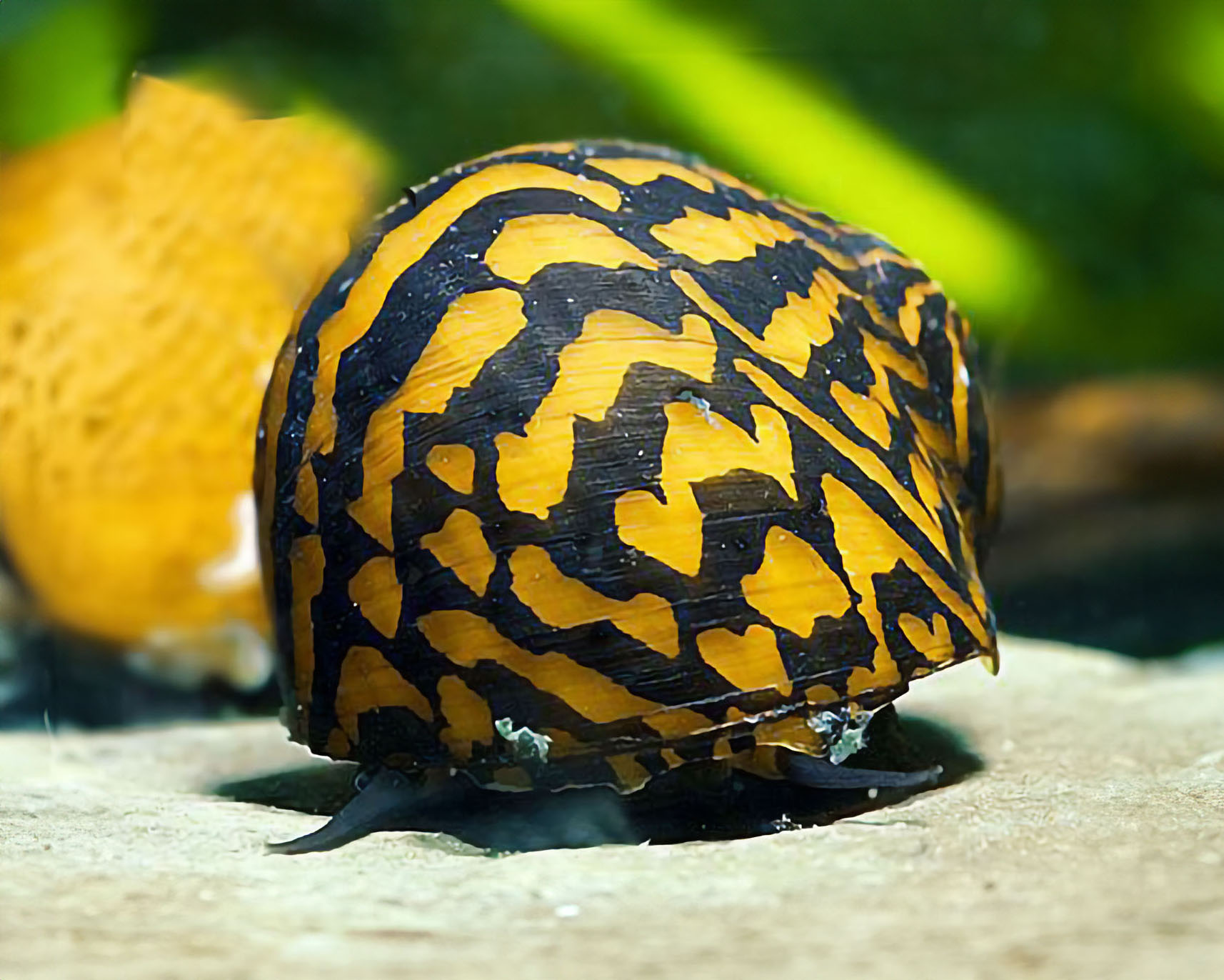 Myth: Snails eat healthy aquarium plants
