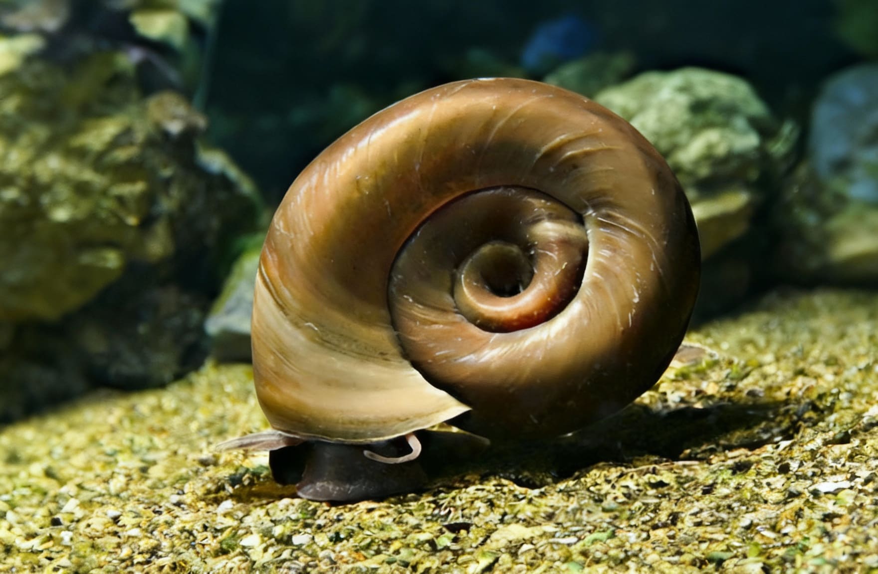 Taxonomy and identification