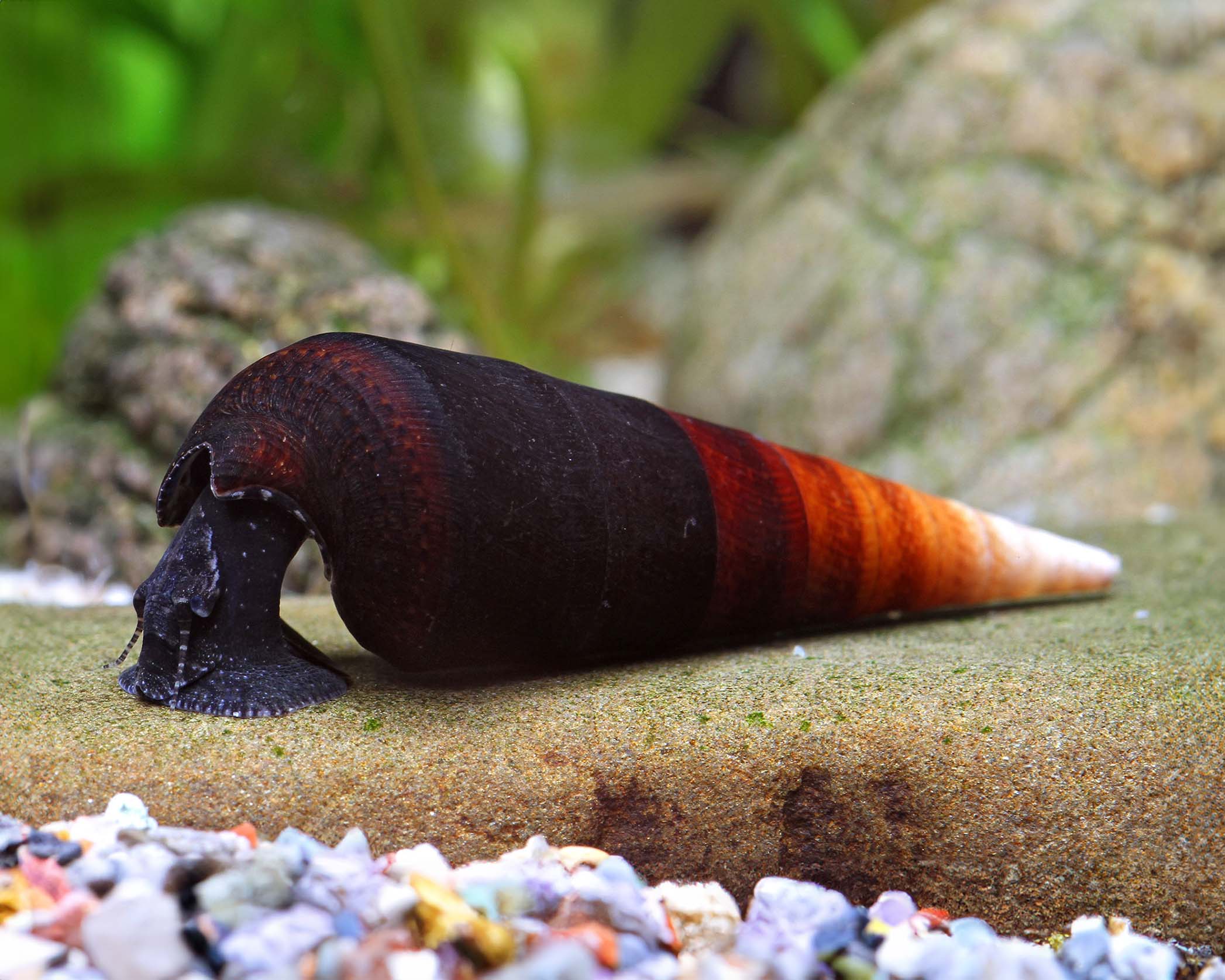 The Sturdy Cappuccino Snail