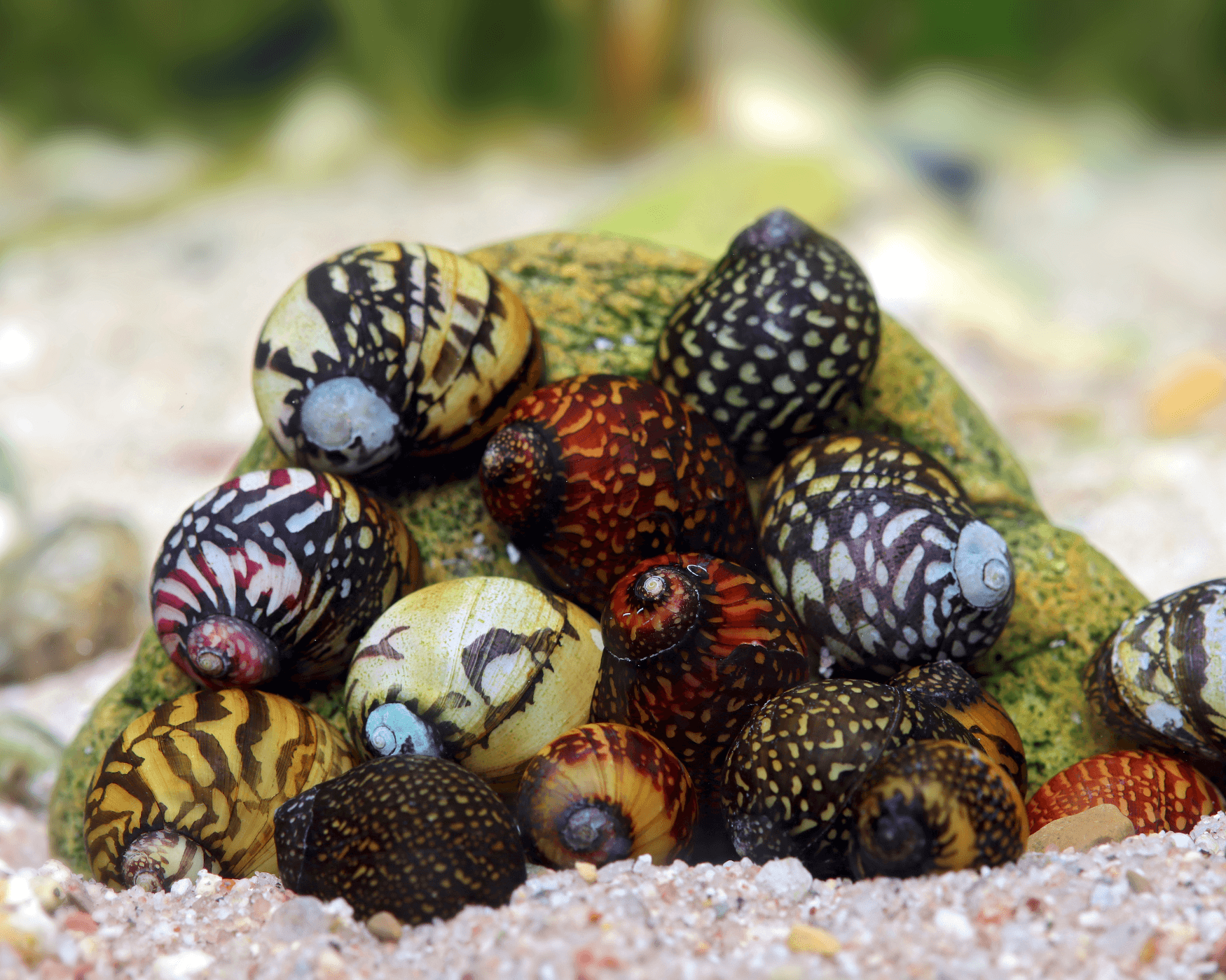 Build a snail-compatible planted tank before adding livestock