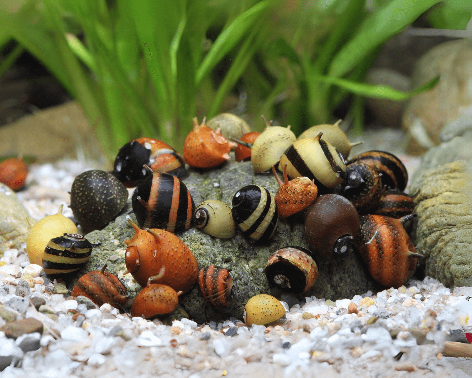 For controlled algae grazing, consider horned or patterned nerite relatives