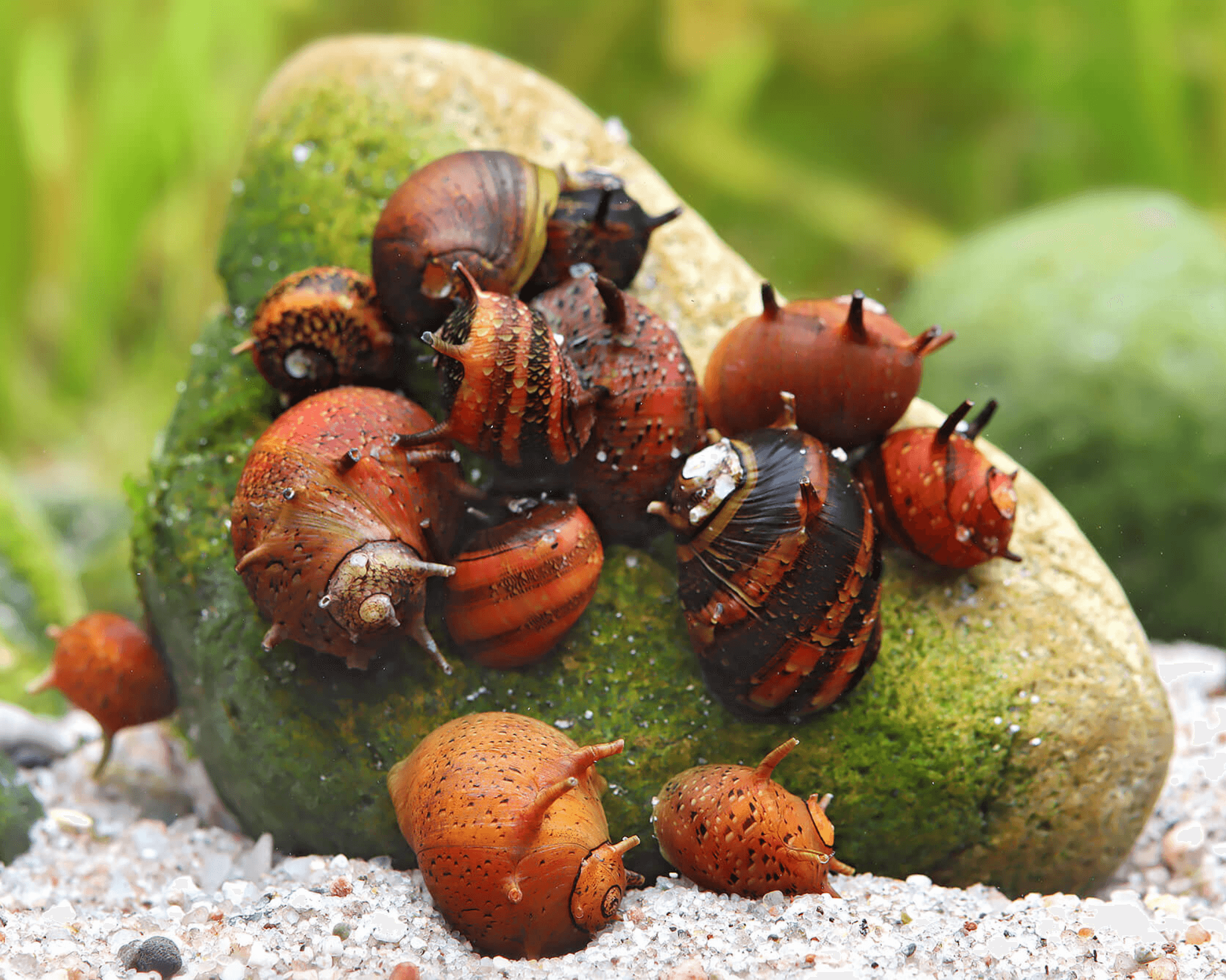 Taxonomy and identification