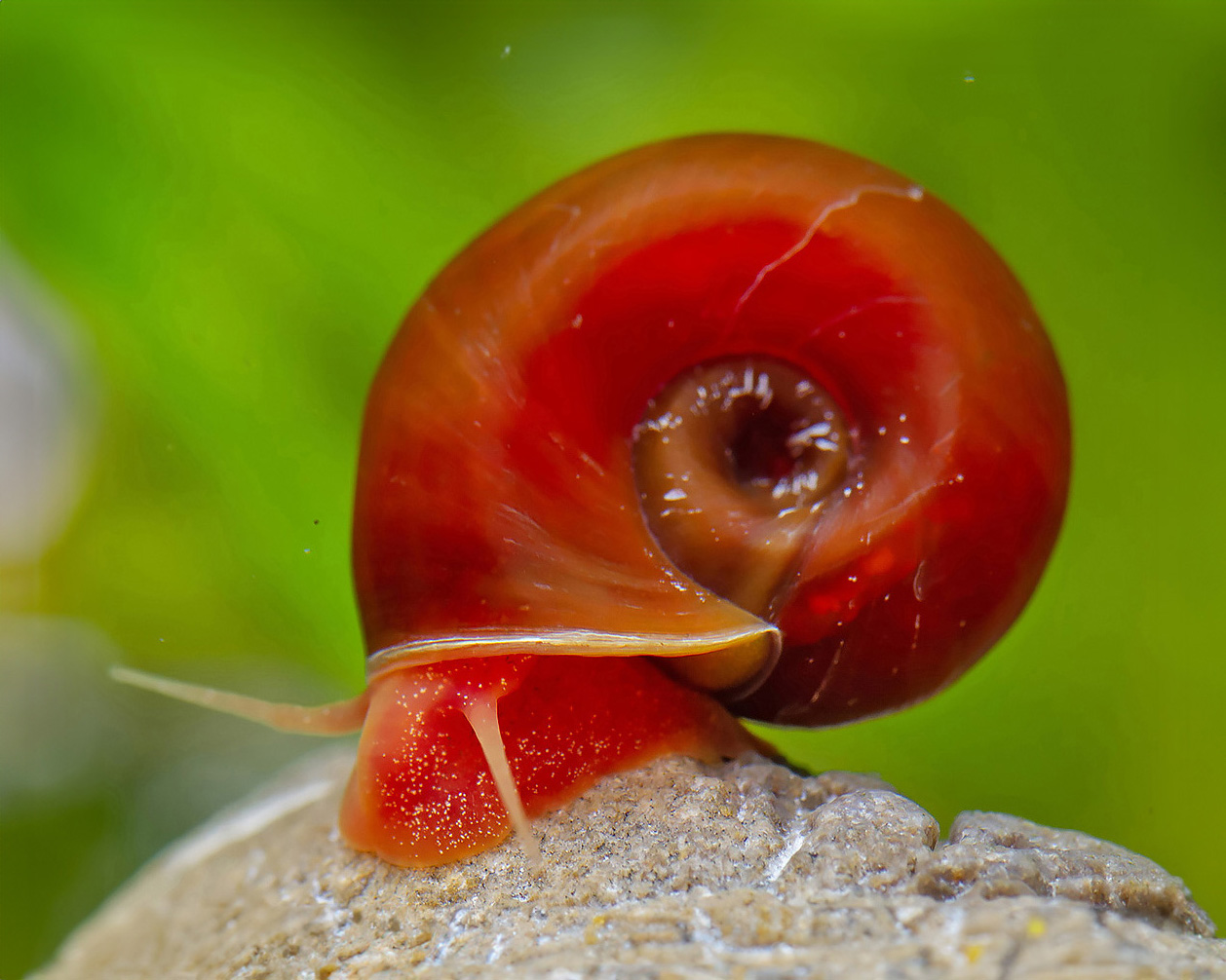 The Vibrant Ramshorn Snail