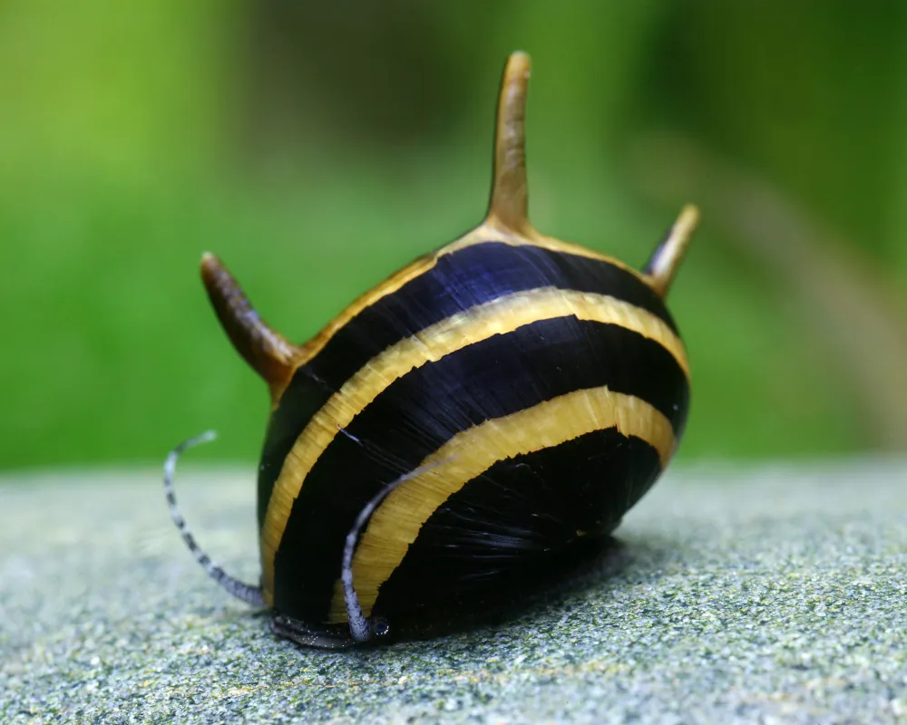 Clithon diadema (Black Gold Antler Snail)