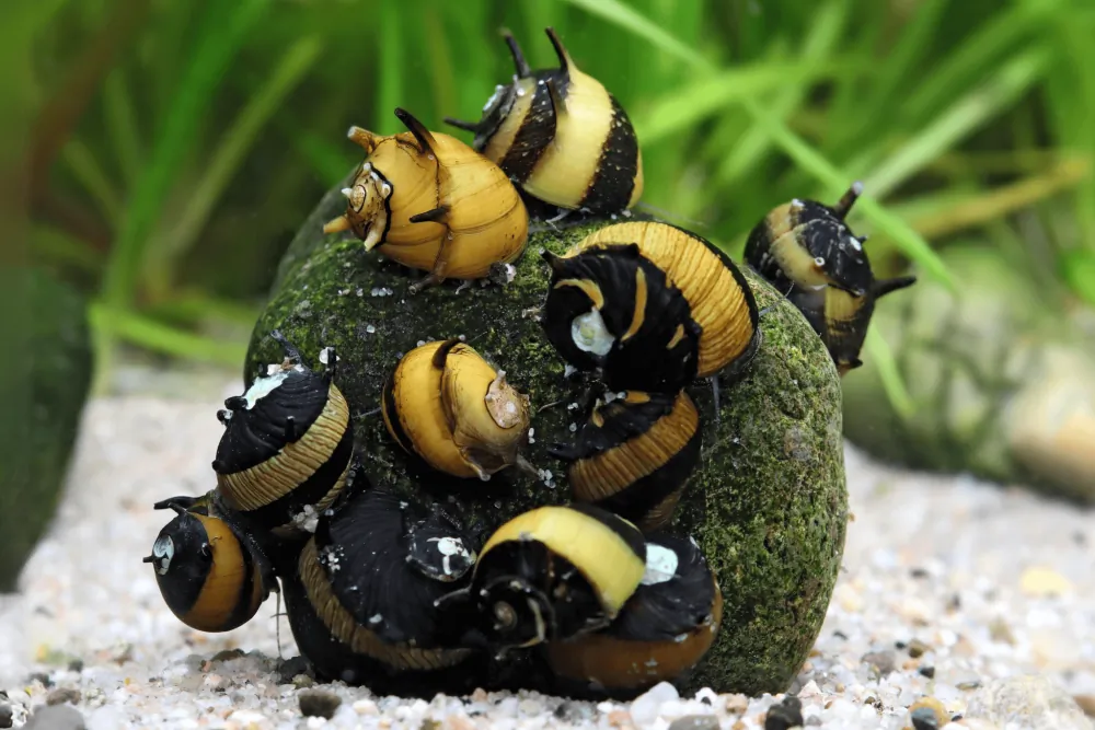 Image of antlered snail black gold clithon diadema