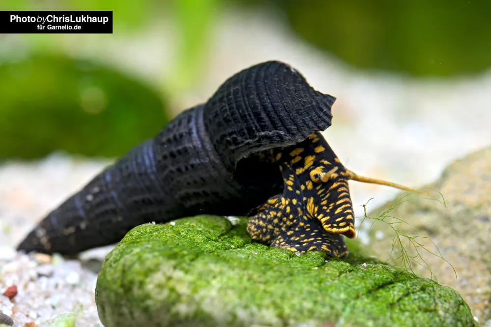 Image of gold spotted posiosnail tylomelania towutensis