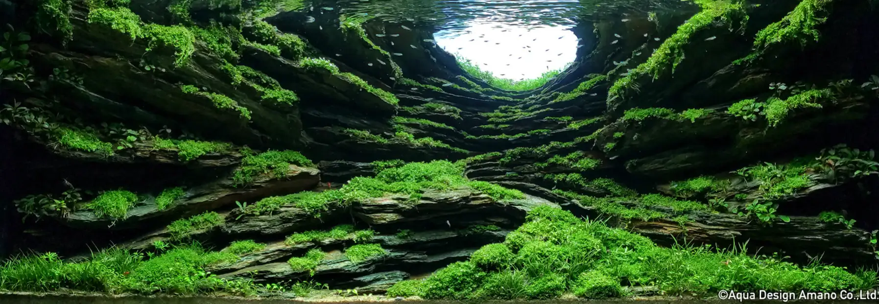 IAPLC 2022 World Ranking Announcement